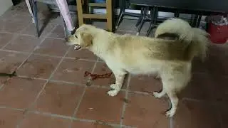 Group golden dog play funny time outside home with dog friend #dogs #cutedog 