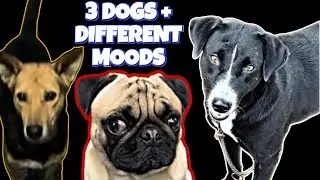 3 Different Type of Dogs Barking!! #labrador #funnyanimal #pug #viralvideo #trending #comedy #pets 