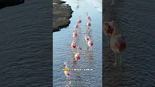 How long do flamingos live?