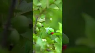 Parrot eating guava froot in guave tree #nature #forestgarden #scenery #naturegarden #shorts