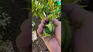 How to prevent bud rot on cannabis. Blue Dream x Afghan cross, around 45 days into flower.