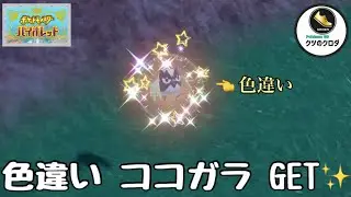 【ポケモンSV】Shiny Rookidee GET✨   Rookidee &rarr; Corvisquire &rarr; Corviknight Evolve 🔥