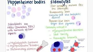 Pappenheimer bodies | veterinary haematology