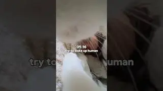 Morning Routine CAT Edition