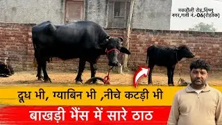 🔴ग्याबिन बाखड़ी में सारे ठाठ👉दूध भी,ग्याबिन भी और नीचे कटड़ी भी।MONU ROHTAK☎️9466818807.