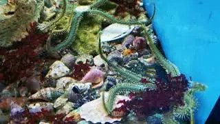 Ophiarachna incrassata - Olivgr&uuml;ner Schlangenstern