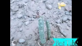 Flower of Caralluma Fimbriata | Chongan ka phool | Chong Vegetable Flower