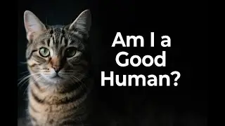 How Your Cat Decides If You&rsquo;re a Good Person