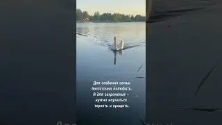 Лебединая верность&hellip;#angel#лебедь#happiness