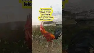 Ayam Jantan  Berkokok di Pagi Hari 🐔🐓🌤️🌞  #ayamjantanberkokok #pagihari #islamicvideo #shorts