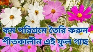 Cosmos flower (কসমস ফুল )
