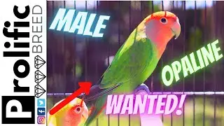 HOW TO SET UP DIVIDED BIRD CAGE | PEACHFACE OPALINE LOVEBIRDS