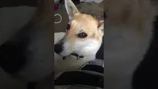 🥺🥰 #together #always #love #dogs #cats #dogcatlove #shorts #youtube #like #subscribe #happy #lol