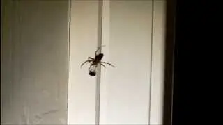 Brunhilda the Diadem Spider being hand-fed