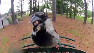 Chipping Sparrow, Blue Jays, FInches, and more