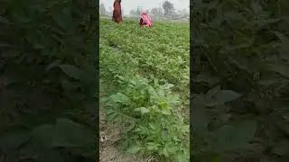 gaon🌾#farming#garden
