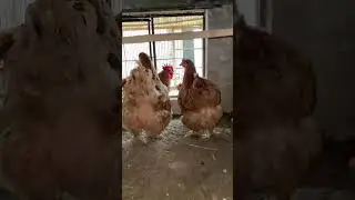 Golden buff buff Cochin large ki video ❤️❤️🐓🐔🐓🐔🐓🐓