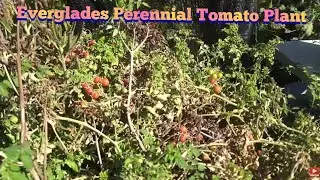MASSIVE VOLUNTEER Florida Everglades Perennial Tomato Plant In My Garden| Florida EvergladesTomato