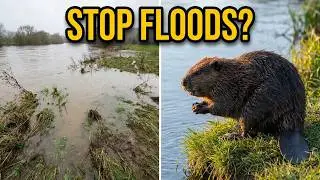 More Beavers to stop Floods in the UK