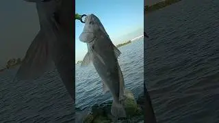 Part 2. Bay View Center Tackle Shop staff member doesn&rsquo;t have YouTube #fishing #sandusky #trending