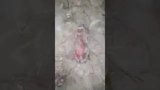 CUTE BABY RABBIT AFTER GET MILK | BAYI KELINCI HABIS DISUSUIN #babyrabbit #bayikelinci #gasarabbits