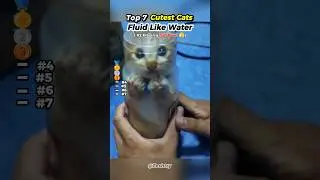 Ranking Cutest Cats Fluid Like Water #shorts #funny #cats #ranking #cutecat