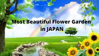 Top 10 Most Beautiful Flower Gardens in Japan |  Beautiful Country and its Amazing Flower Gardens