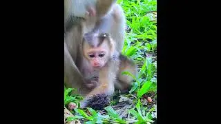Look so sweet and lovely  #monkeycry #monkeycute #poormonkey #funnyvi