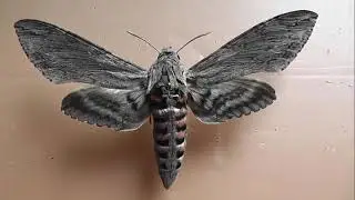 БРАЖНИКИ: 25. Agrius convolvuli (Бражник Вьюнковый)