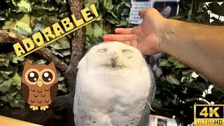 Japanese Owls Zoo in Kyoto 4K, Owl Therapy