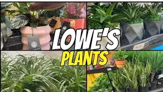 PLANTS  AT LOWE&rsquo;S #lowes #plants #shoppingwithgee
