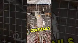 Delhi | Cheapest Cocktail Bird Market 😱🦜😍 #shorts #birds #petmarket