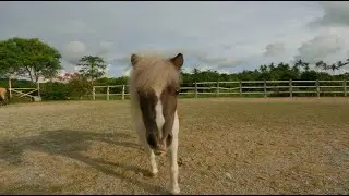 Short Trail Ride