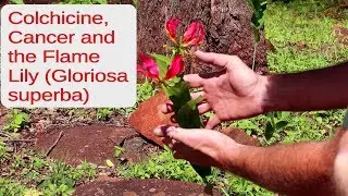Colchicine, Cancer and the Flame Lily (Gloriosa superba)