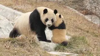 Panda Lin Bing and her cub in Wo Long