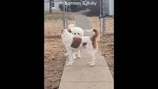 Ruby can get anyone to play, even her blind buddy, Samson!