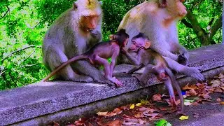 Family Monkey| Baby ANGO & Mom Angela Peacefully Pay Attention to Play