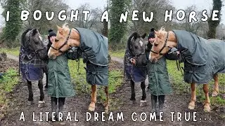 I'VE BOUGHT A NEW HORSE!