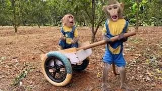 Two little monkeys harvested a lot of Ambarella fruit