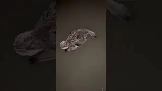 Gadwall Duck |late night hunting |2024 #duckhunting #fishing #viral #foryou #murghabi #trending