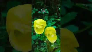 flowers from valley of flower #फूलों कि घाटी #random click #world heritage