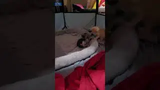 American Bobtail Cats For Sale in Louisville, KY