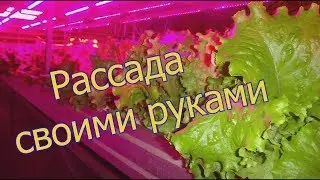 Наша рассада