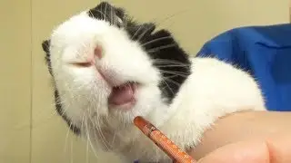 Rabbit taking medicine!