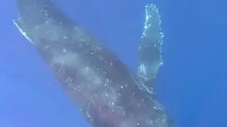 Maui Whale Season 2026 Begins! Incredible Whale Sighting in Maui