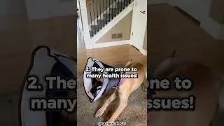 Top 5 Reasons Why You Shouldn't Get A Great Dane!