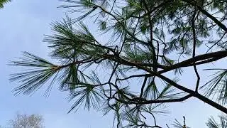 Weymouth Pine: A Visual Journey Through the Majestic Beauty of Its Needles and Cones