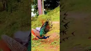 Fozya_Somro_Song#unfrezzmyaccount #indiansindhi #sindhiradhno #account #sindhvlog