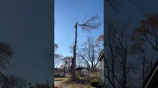Large maple tree removal! #landscaping #arborist #stihl #echo #chainsaw #firewood #splitter #kubota