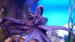 Why Is Octopus Blood Blue? (The Surprising Science Behind It!)